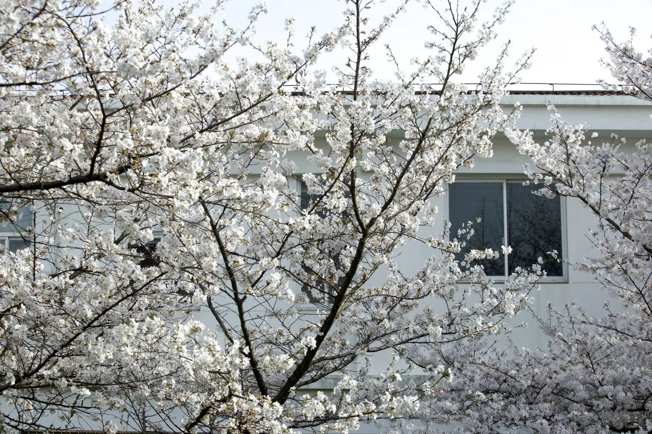 校園開放日丨歡迎加盟南財MBA，共赴一場春日繁花之約！